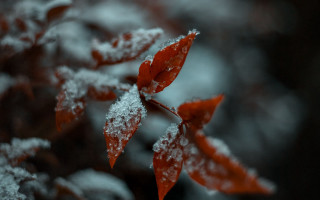 Red leaf snow winter macro - a red leaf free wallpaper