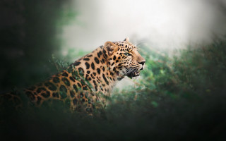 Leopard ears glass gloves outdoors - a blurry background of trees free wallpaper