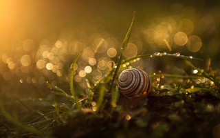 Snail grass dew bokeh macro - dew free wallpaper