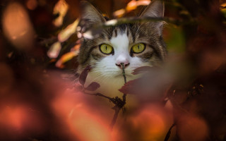 Cat green eyes tree branch 2 - a blurry background of leaves free wallpaper for desktop