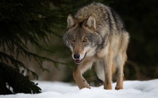 Wolf snow tree licking shiba - caspar wolf free wallpaper for desktop