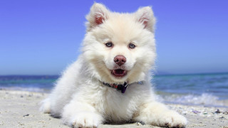 White dog beach ocean sky - aloysius okelly free wallpaper