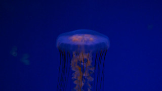 Jellyfish blue water yellow light - jellyfish free wallpaper