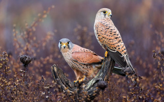 Birds of prey autumn wildlife - wildlife photography free wallpaper for desktop