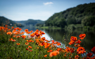 Flower field river mountain sky - nature free wallpaper