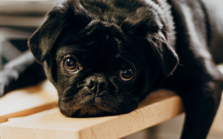 Black pug sad look wooden - a sad look free wallpaper