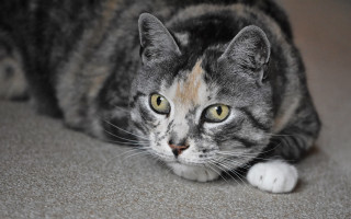 Sad cat floor blurry depth - sad free wallpaper