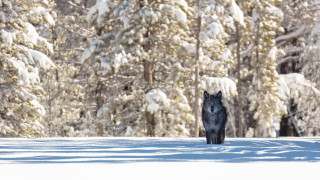 Lone wolf snow forest nature - caspar wolf free wallpaper
