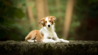 Dog forest rock blurry background - andor basch free wallpaper