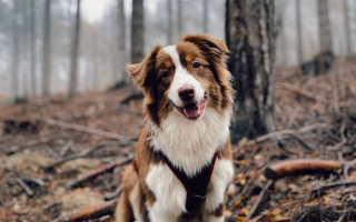 Dog woods smile harness bokeh - animal free wallpaper for desktop