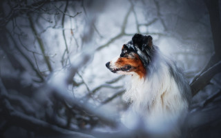 Dog snow tree branch blurry - the side free wallpaper for desktop