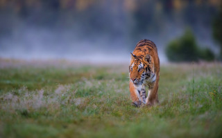 Tiger walking green field forest 2 - free cats wallpaper