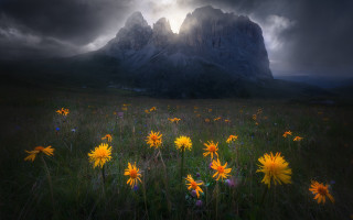 Wildflowers mountain cloudy sky sunbeam - a field of wildflowers free wallpaper