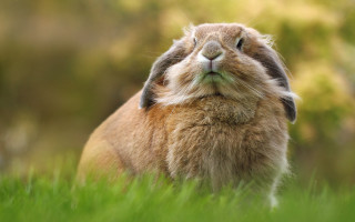Brown rabbit laying in grass - animal free wallpaper for desktop