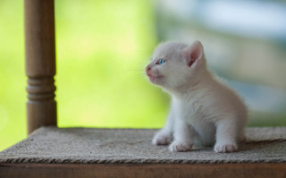 White kitten wooden chair looking 2 - a wooden chair free wallpaper