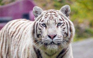 White tiger blue eyes road - a white tiger free wallpaper for desktop