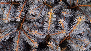 Pine orange needles branch brown - ornamental free wallpaper