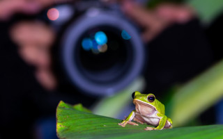 Frog leaf camera holography macro - a frog free wallpaper for desktop