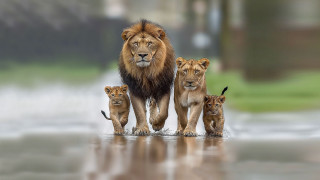 Lion cubs rain waterfountain artphotography - her cub free wallpaper