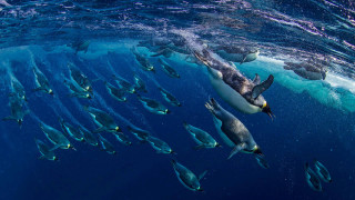 Penguin ocean fish bubbles milkyway - fish free wallpaper