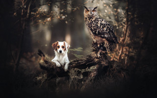 Dog owl woods magic realism - the wood together free wallpaper