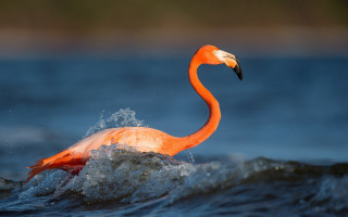 Flamingo water ecological art night - its head above the waters surface free wallpaper