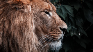 Lion bush tree leaves closeup - animal photography free wallpaper for desktop