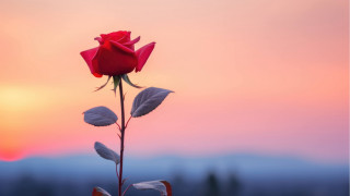 Red rose pink sky beach - sky in the background free wallpaper