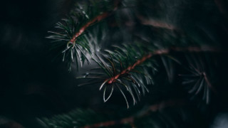 Pine branch blurry background nature - claire dalby free wallpaper for desktop