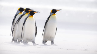 Penguins beach snow walking photography - one penguin free wallpaper