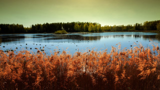 Lake forest autumn ducks sunset - duck free wallpaper