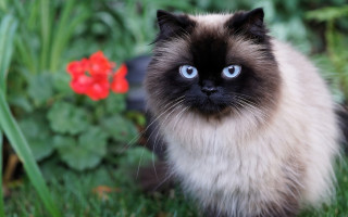 Cat blue eyes grass flower - clovis trouille free wallpaper for desktop