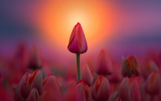 Single flower red field sunset - a single flower free wallpaper