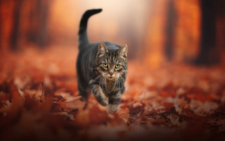 Cat forest autumn fire battle - leaf and trees free wallpaper