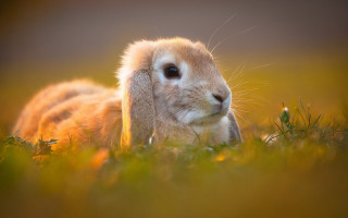 Small rabbit grass blue eyes - a small rabbit free wallpaper