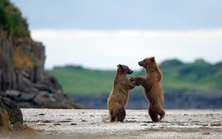 Bears beach playing motion blur - the beach together free wallpaper
