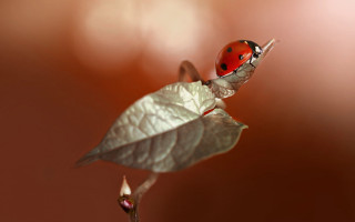 Ladybug leaf stem red background - a ladybug free wallpaper
