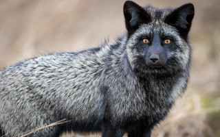 Black grey cat yellow eye - a yellow eye free wallpaper