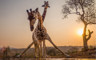 Giraffes water sunset arabesque wildlife - two giraffe free wallpaper for desktop