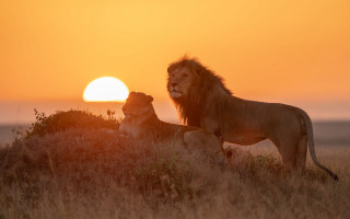 Lion silhouette sunset grass outdoors - two lion free wallpaper