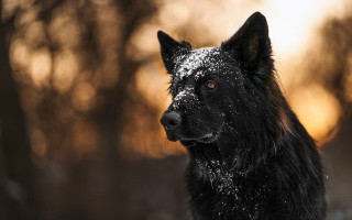 Black dog snowy face winter - a black dog free wallpaper
