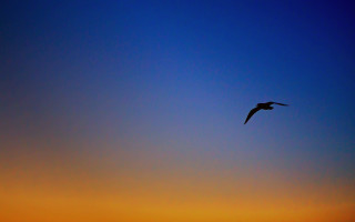 Bird sky sunset blue orange - free bird wallpaper