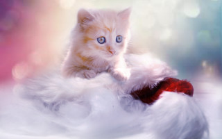 White cat fluffy blanket blue - fluffy free wallpaper for desktop