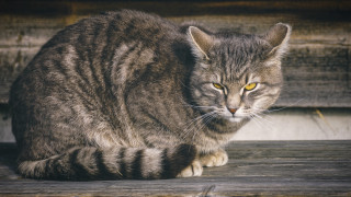 Cat deck serious eyes Carlos - a wooden deck free wallpaper