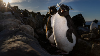 Penguins rocks hair blue sky - two penguin free wallpaper
