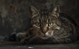 Sad cat looking camera blurry 2 - sad free wallpaper