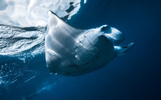 Large white floating object ocean - a large white object free wallpaper