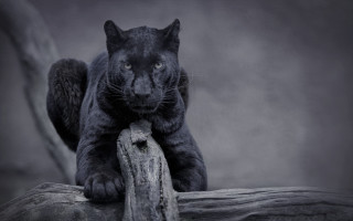 Black panther sitting on log - a black panther free wallpaper