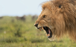 Lion open mouth wildlife blurry - its mouth wide open free wallpaper for desktop