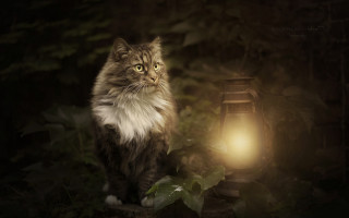 Cat lantern woods night serious - a lantern free wallpaper for desktop